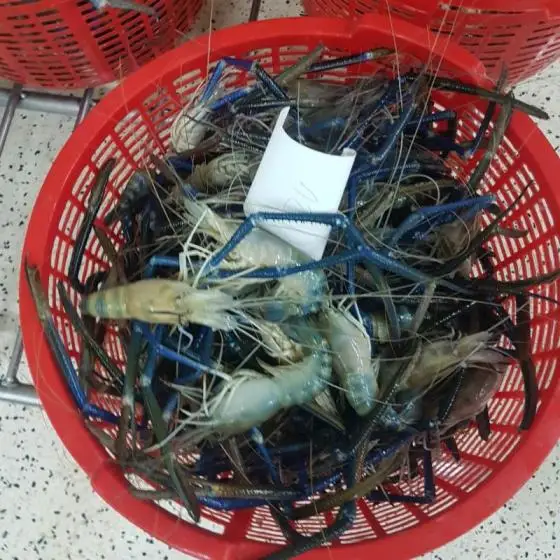 Shrimp Fresh 100% High Quality Frozen Shrimp low price available  in stock ready for shipment