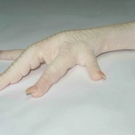 HALAL PROCESSED CERTIFIED FROZEN CHICKEN FEET & PAWS FROM MANUFACTURER