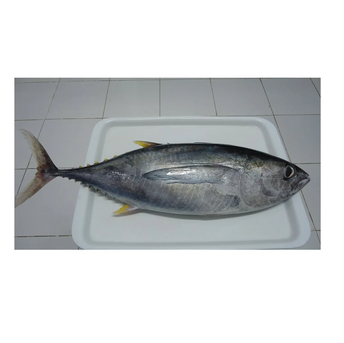 VN frozen whole Tuna  good price  good quality.