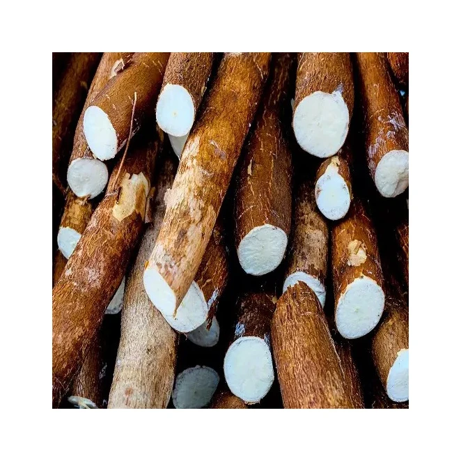 wholesale White Cassava Starch For export