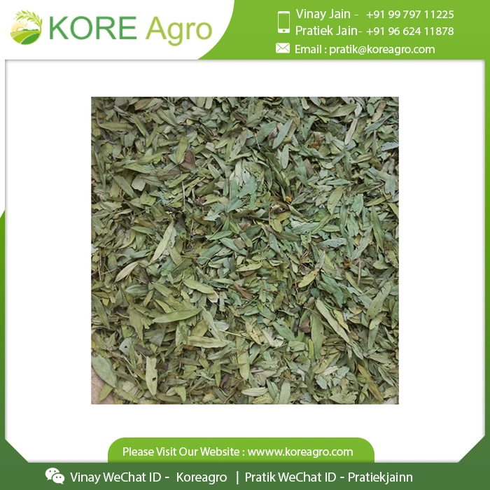 Best Quality Natural Organic Senna Leaves From Indian Supplier At Cheap Price