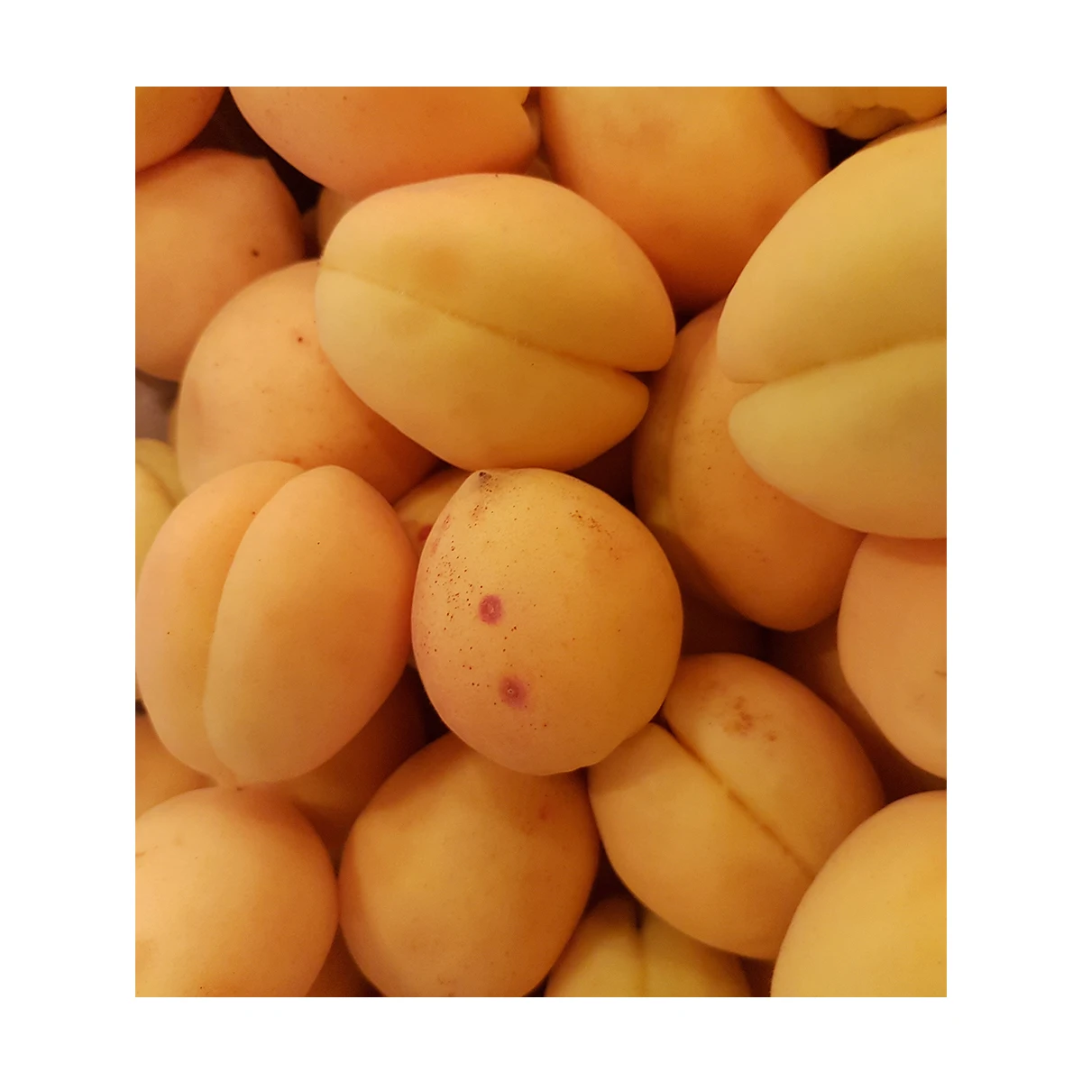 High grade fresh fruits 5 kg in carton box natural fruits from Uzbekistan fresh sweet apricots for food