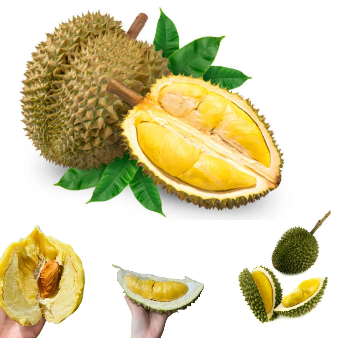 The Best Fresh Durian , Tropical Fruit, Vietnam Export products to  Durian Malaysia Frozen Meat Monthong Durian