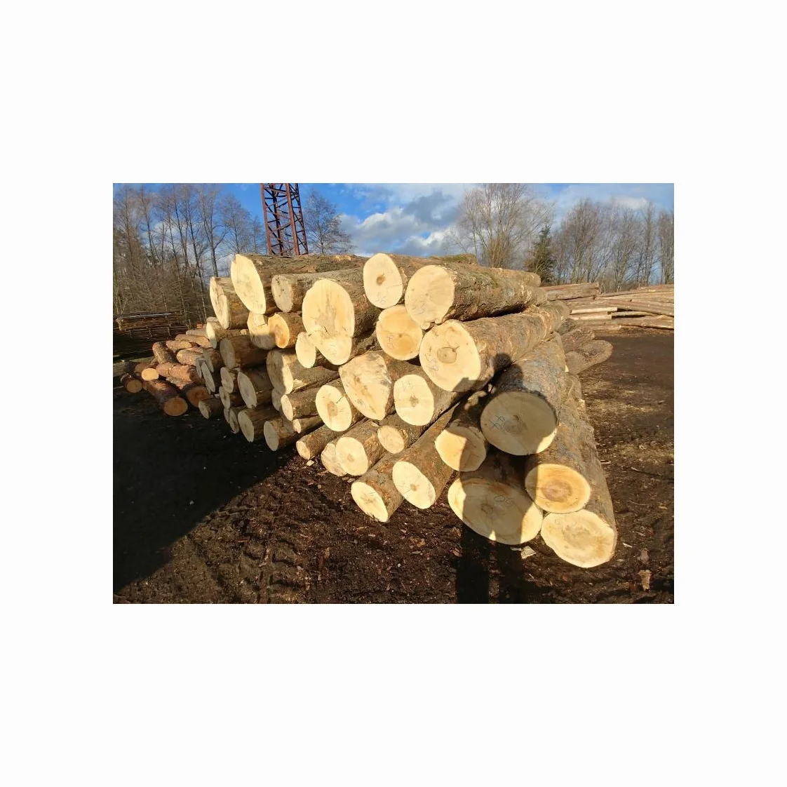 High quality soft and Hard Logs, Pine, Spruce, Birch, Oak  Maple Logs