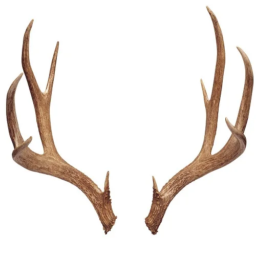 Buy Naturally shed Whole Red Deer Antlers  high Grade Whole Red Deer Antlers  in bulk available  at cheap price  available