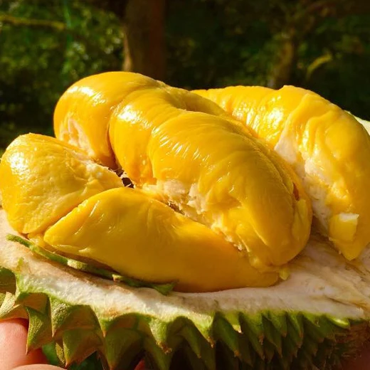RI6 DURIAN FRESH WHOLE PIECE / FROZEN WHOLE PIECE / FROZEN PULP / FROZEN PASTE ORIGIN VIETNAM