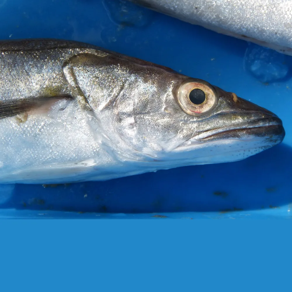 hake-fish.jpg