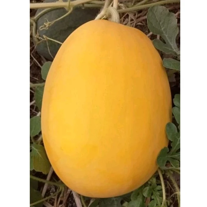 High-Yield Golden Watermelon Seeds: Perfect for Farming and Export Markets From Indonesia