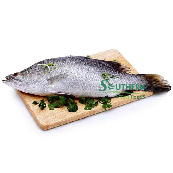 Whole Round WR Farm Raised SFF Storage package style IQF product safety other fish Frozen Barramundi from Vietnam