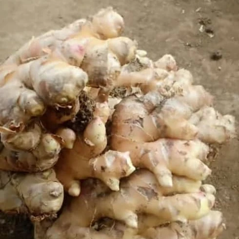 South African  high quality fresh ginger supplier exporter of ginger