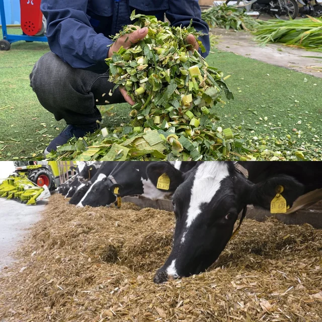 Vietnamese Corn Silage With Cheap Price Feed for Cows, Goats, Sheep, Horses Origin Viet Nam Available in Large Quantity