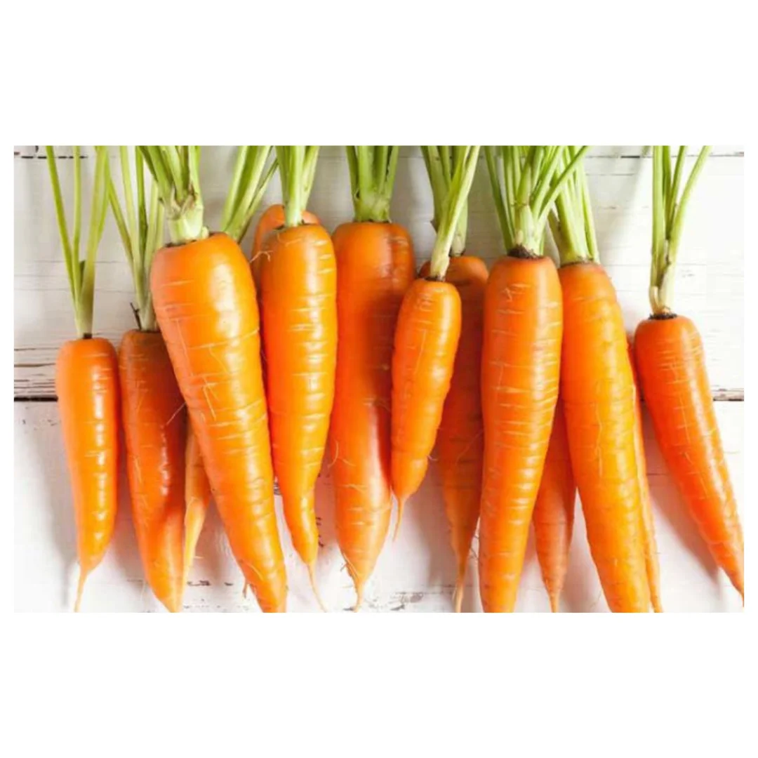 Свежая красная морковь, оптовая продажа, обычное выращивание, экспортное качество, апельсин, Натуральный Сладкий от вьетнамского производства