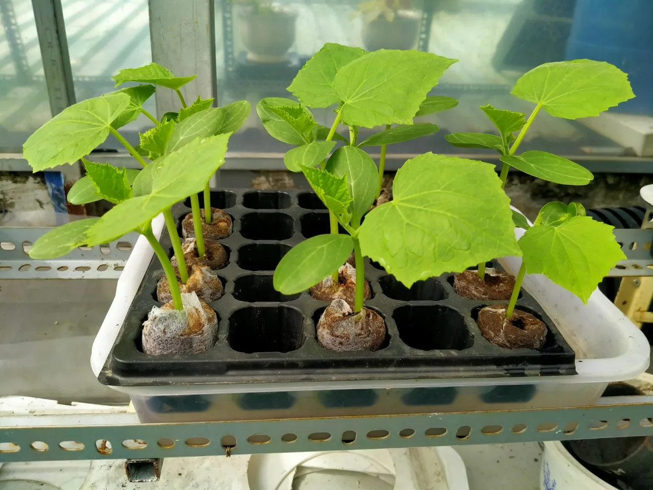 Wholesale Coco Peat Pellet For Growing Plants Coco Coir Pellet Fiber Soil For Planting Coconut Coir Seed For Gardening