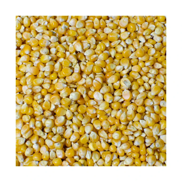 Natural enriched grains high quality Corn for organic essential oils best selling product 2022 wholesale