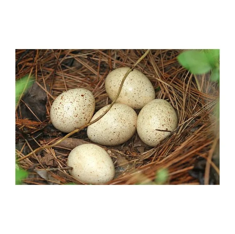 Дешевые цены плодородные яйца
