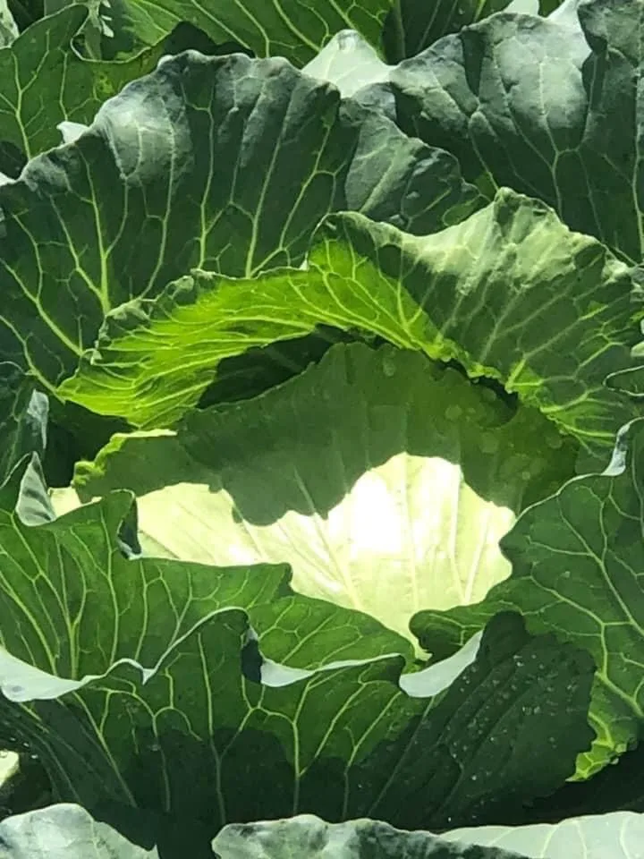 Вьетнам-поставщик, высокое качество, Лидер продаж, свежие зеленые овощи и свежая капуста для экспорта на мировые рынки