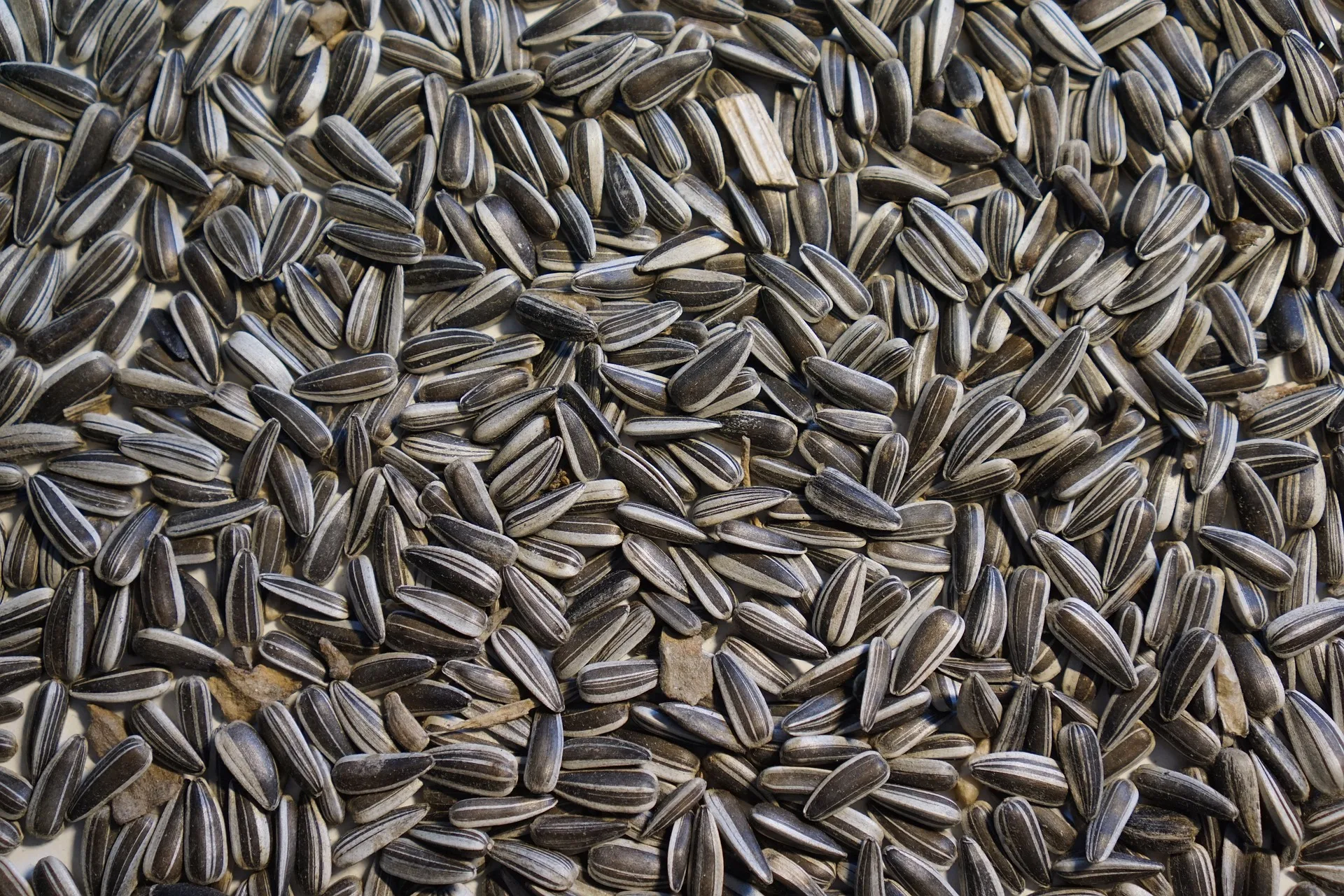 Suppliers Sunflower Seeds Raw Sunflower Karnells in Shell Sale China Bag OEM Shell Box Style Packaging FOOD Natural Taste