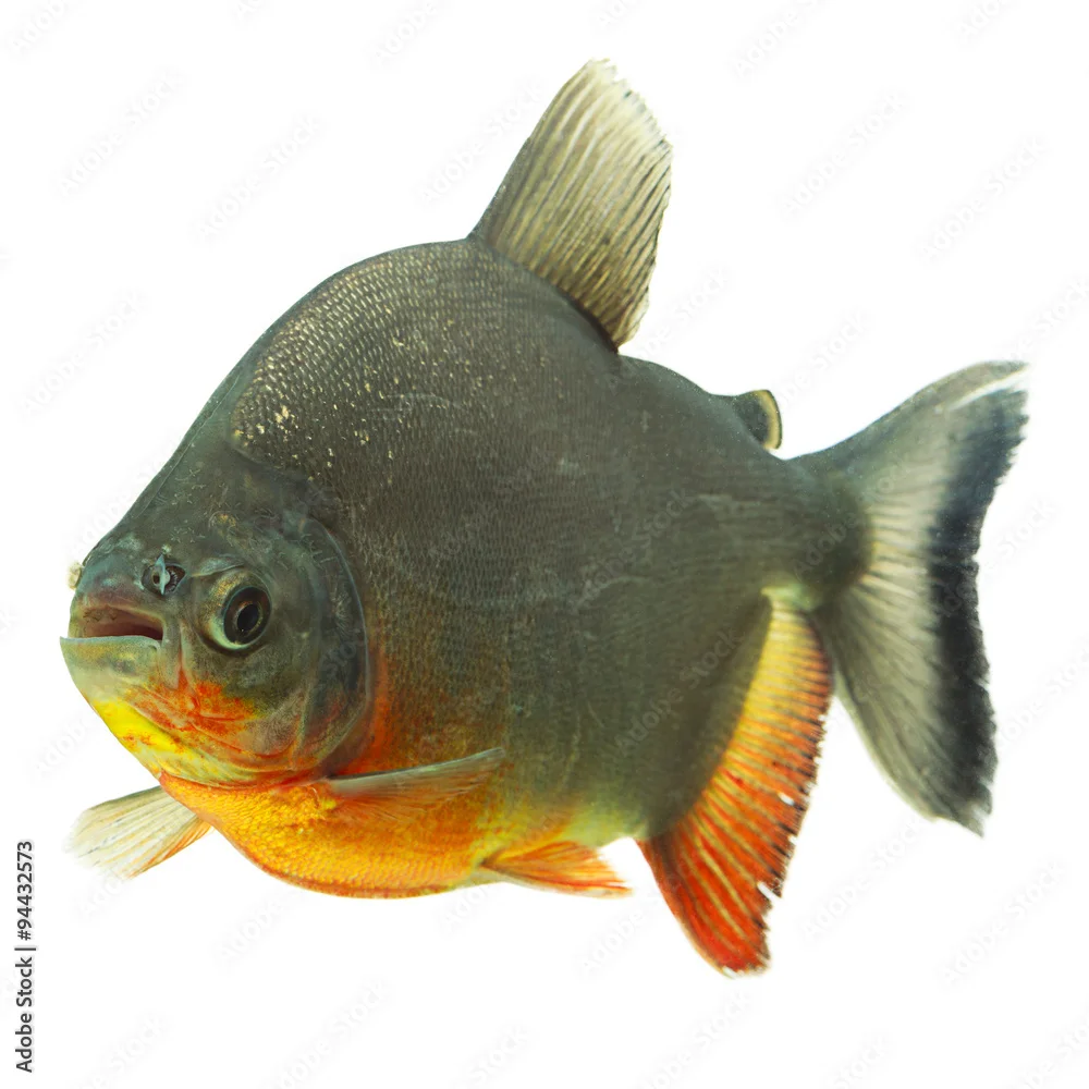 Top selling High quality Cheap Red Pomfret Wholesale Whole Round Red Pacu Fish from Processor