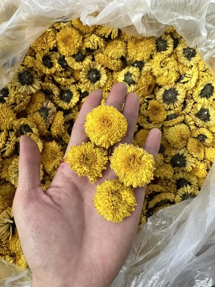 DRIED CHAMOMILE TEA/ wholesale Matricaria Chamomilla Flower- Good Price From Vietnam for export