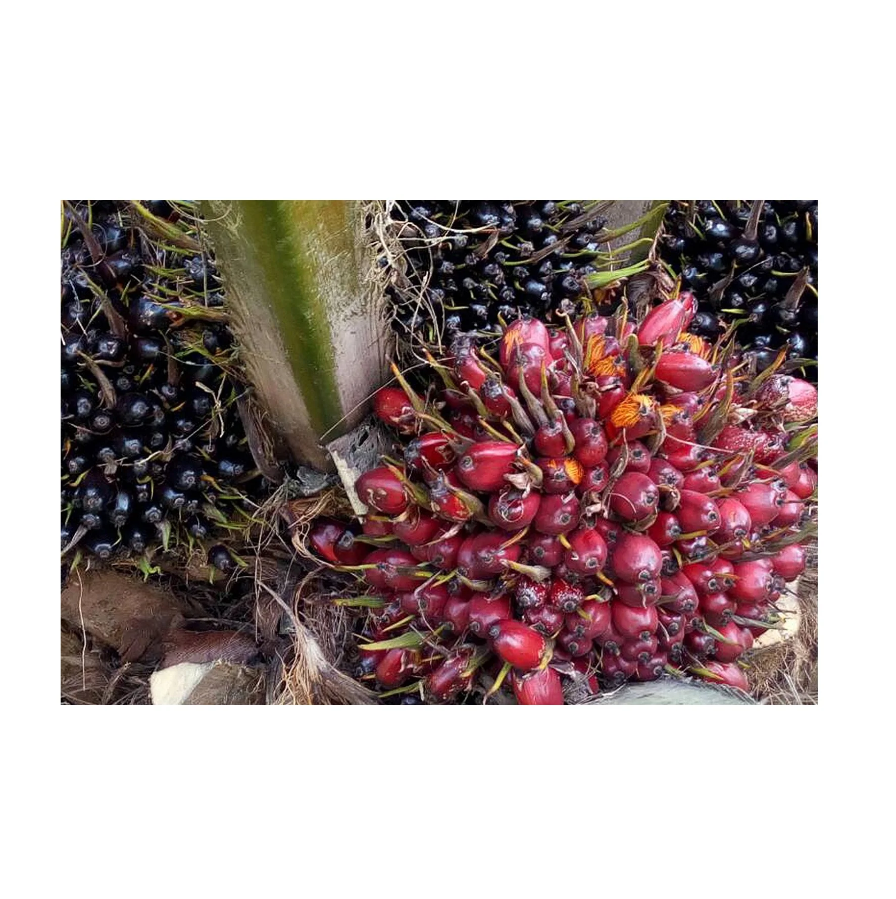 Brazil Palm Nuts Fresh Young Palm Nuts For Sale