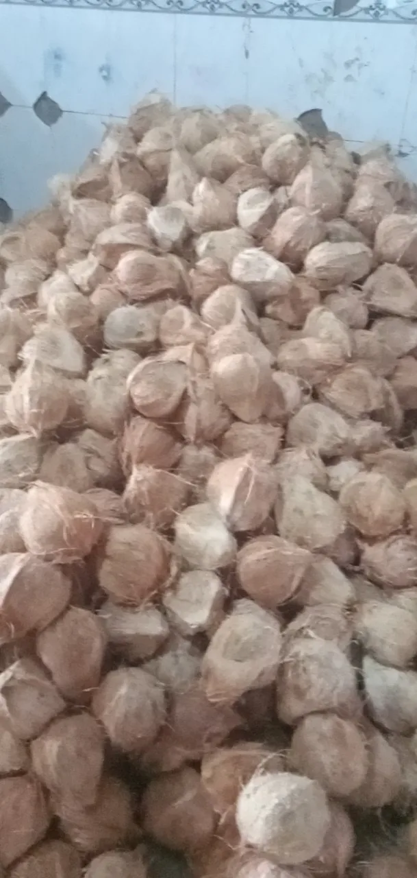 High Quality 100% Natural Mature/Semi Husked Coconut Sweet Tasted Dried Fruit Oil Cream Dish Production Whole Pattern Bulk ANNA