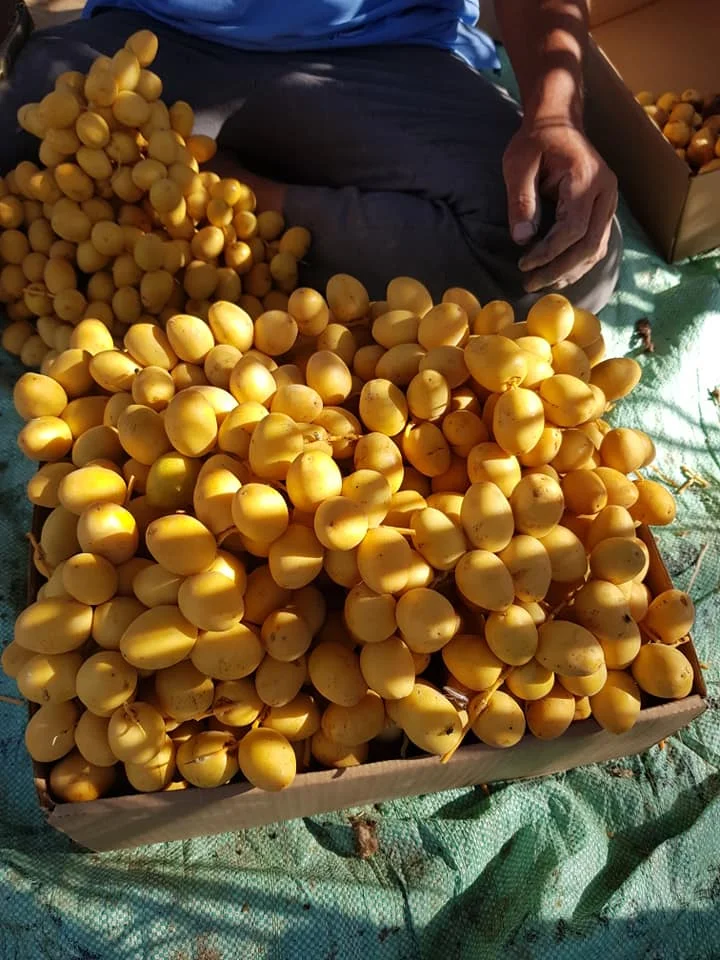 Fresh Berhi Dates