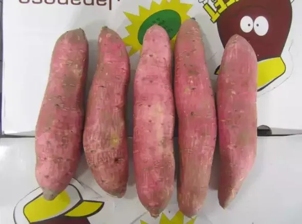 Best seller Japanese sweet potato