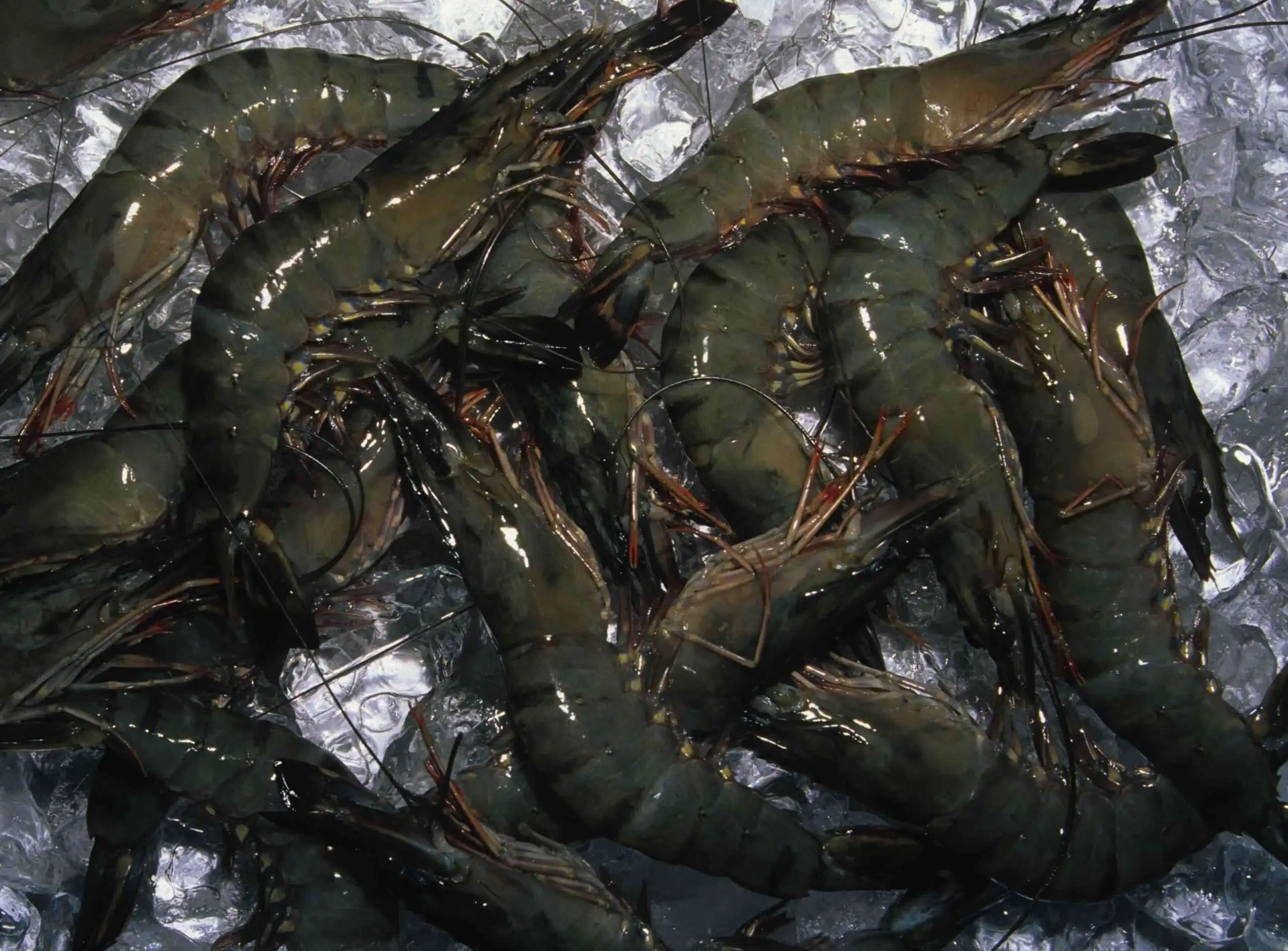 High Quality Tiger Prawns Jumbo Prawns Black Tiger Prawn OEM