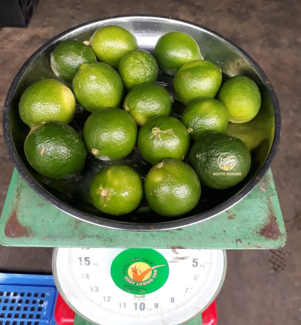Top Fresh Lime Lemon Seedless Citrus Sour Taste High Quality For Export Color Natural Origin Wholesale Global WA84786436556