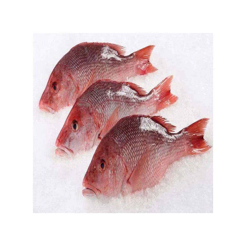 Fish Red Snapper FROZEN Ribbon Bulk Style Piece Packaging Color Weight Shelf Origin Type Life Shape Variety Product ISO Place