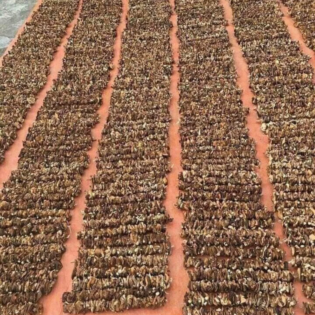Dried Shiitake Mushrooms Wholesale Good Price Dehydrated Shiitake Mushroom