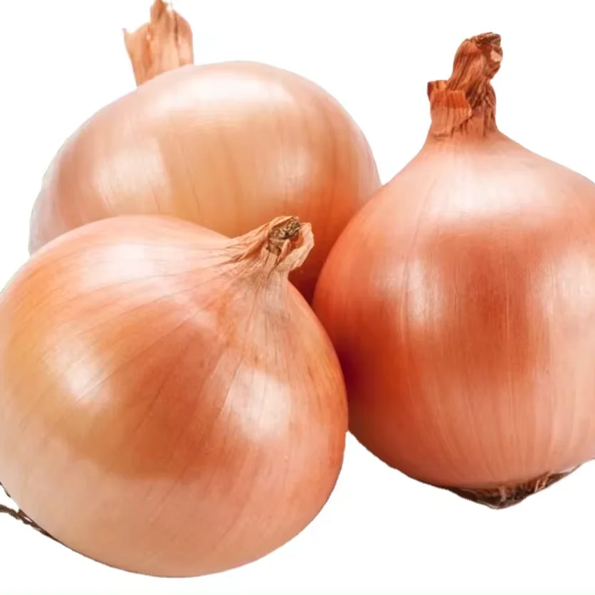 Best Quality Wholesale cheap Price Fresh Red Onion suppliers on red onion Wholesale price for sale