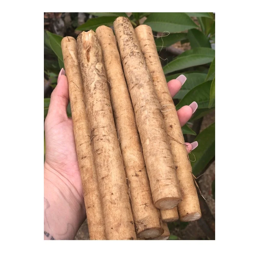 High Quality Cheap Wholesale Price Fresh Vegetables Burdock For sale