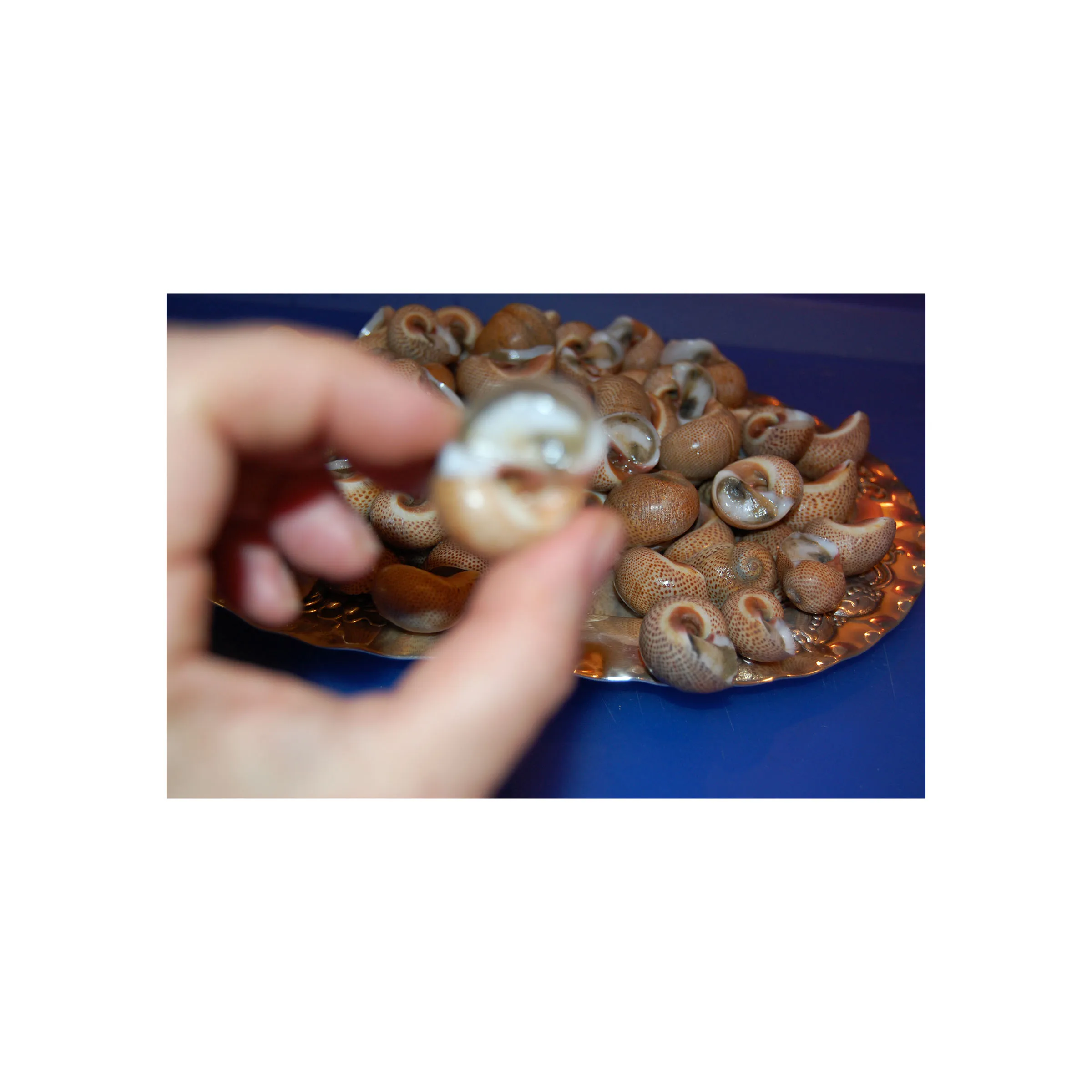 Snail meal for sale in bulk at discounted wholesale prices great for farmers and livestock feed retailers