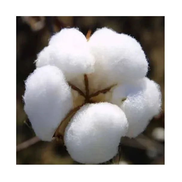 Raw Cotton Fibre Buyers - Wholesale Manufacturers, Importers, Distributors and Dealers for Raw Cotton