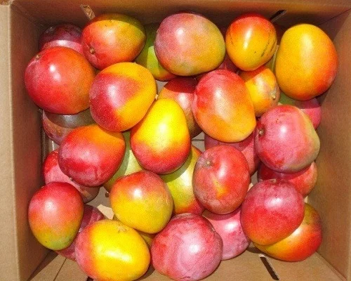 100% свежий перец хабанеро