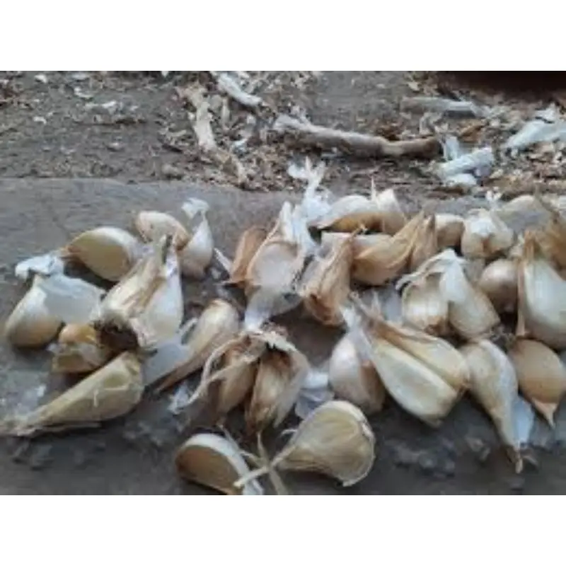 Fresh vegetable G1 Elephant Garlic