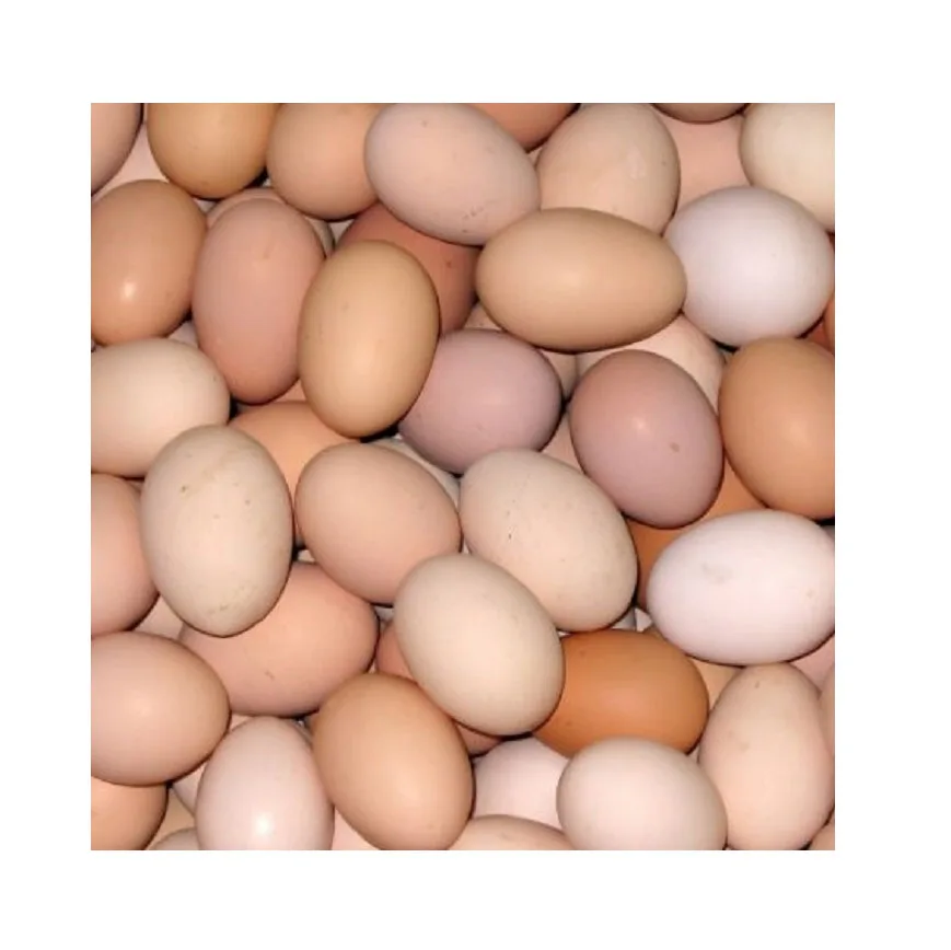 High Quality Factory Direct Price Farm Fresh Brown Table Chicken Eggs Supplier Wholesale Fresh Brown Table Eggs Chicken Eggs