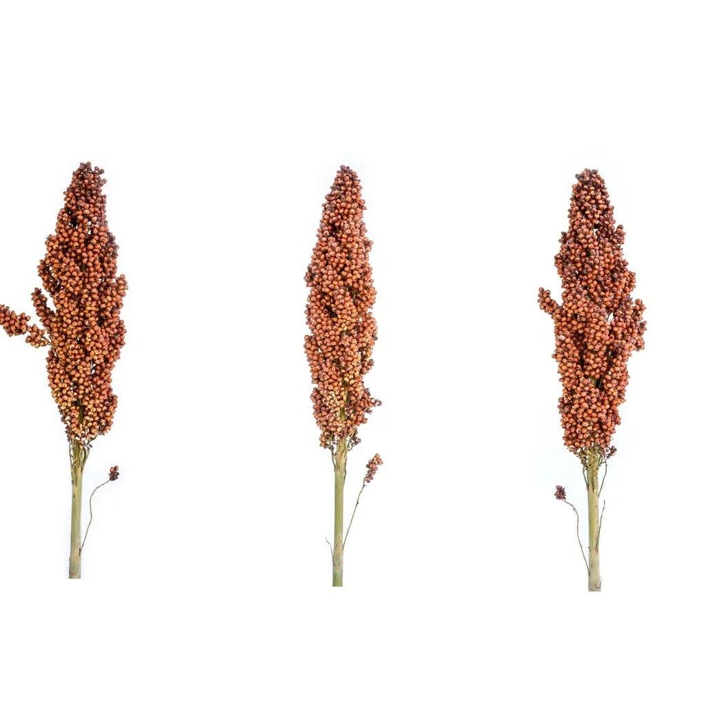 Bulk Sorghum Grains Bulk Red and White Sorghum seeds Price Per Ton for Birds Food