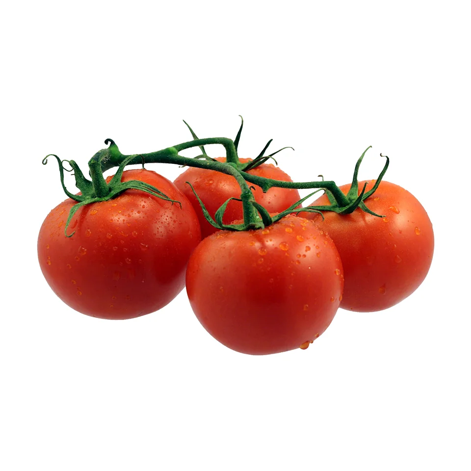 Agriculture Fresh And Red Vegetable Round Oval Shape High Quality Roma Organic Tomatoes from Nong Dan Xanh Farm