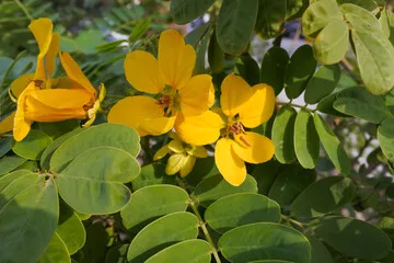 Cassia Obovata powder at wholesale Price From India