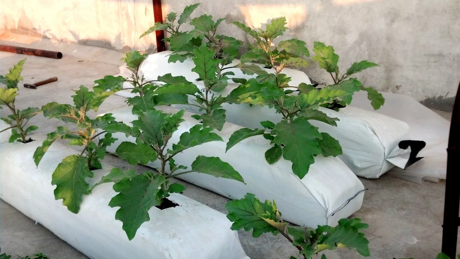 Eco Friendly Product of 2024 Cocopeat Growbags For Australia Newzealand Queenlands