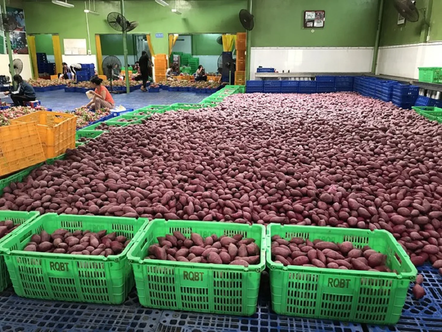 High Quality Fresh Sweet Potato with best price From Vietnam