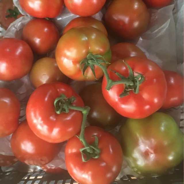 Fresh tomatoes organic Vietnam trading manufacturer Lam Dong land high quality vitamin export standard Vegetable
