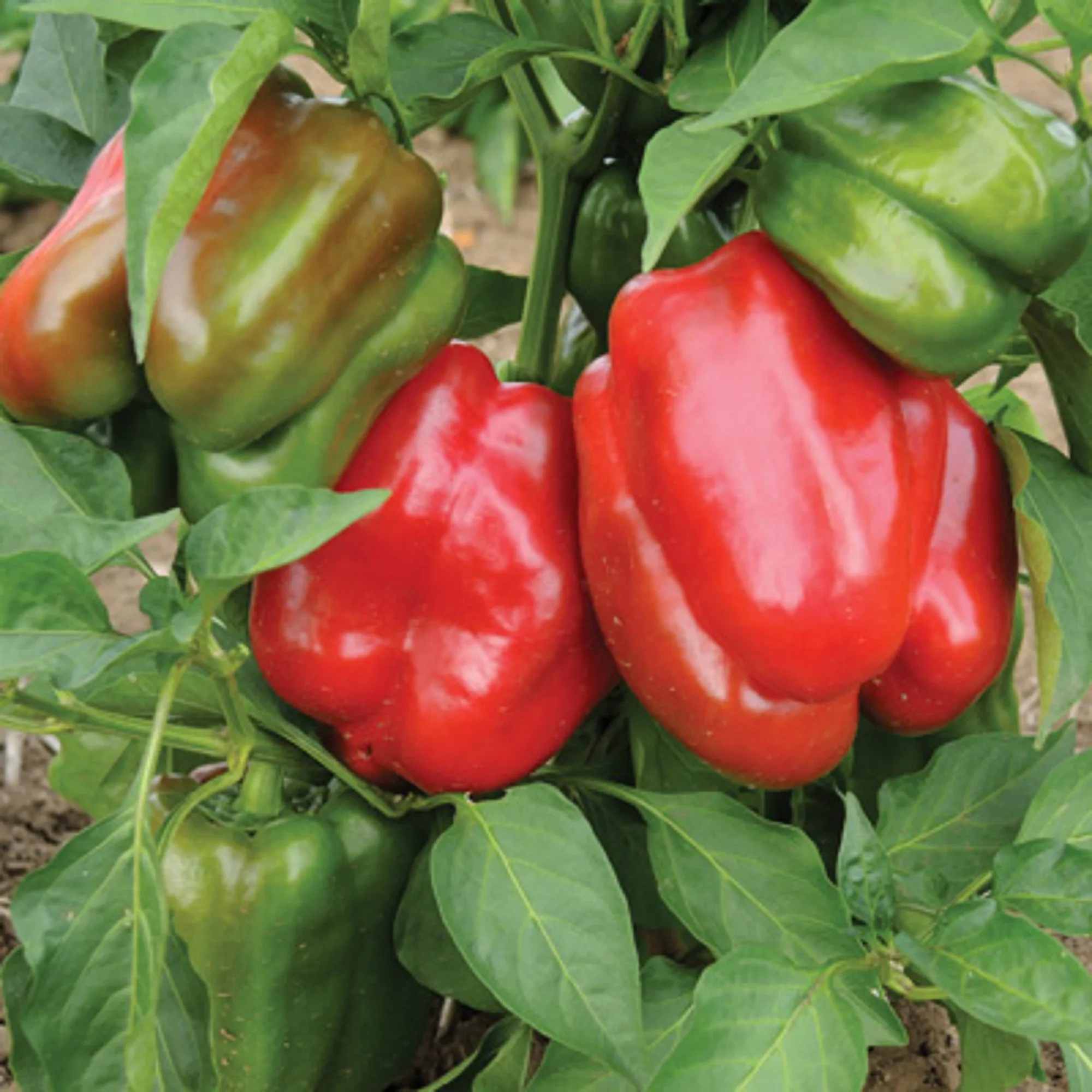 The Best Supplier Green Farmer From Vietnam Fresh Capsicum Bell Pepper Fresh Vegetables Fresh Agriculture High Quality Spicy