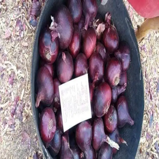 egyptian high quality fresh red onion competitive price