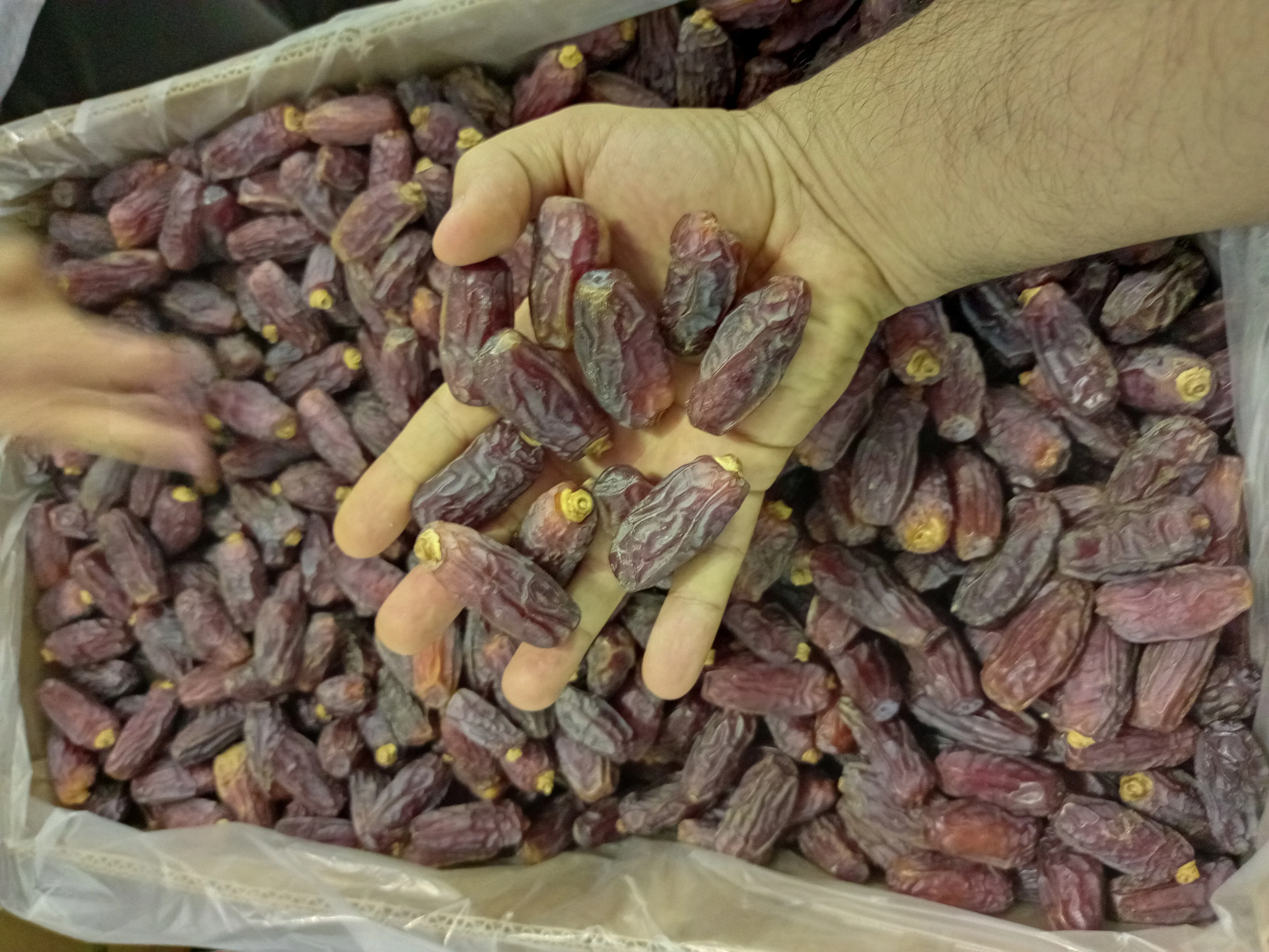 Yezao Top supplier of dates to global market Mabroom dates Saudi Dates available 5 kg packing and 24 kg packing box Ye zao