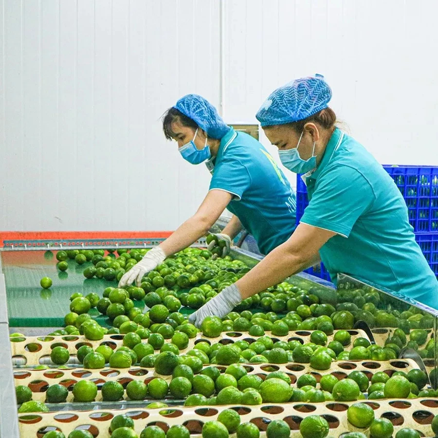 Citrus Fruit Vietnam Fresh Seedless Lime - High Quality Lime - Top Quality Product Export from Vietnam