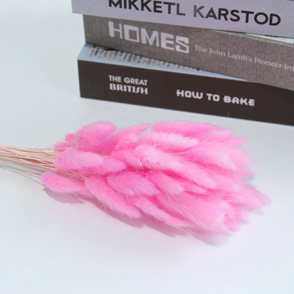 Preserved Dried Rabbit or Bunny Trail Grass Lagurus Ovatus Real Flower Colorful Grass For Home or Wedding Decoration Arrangement