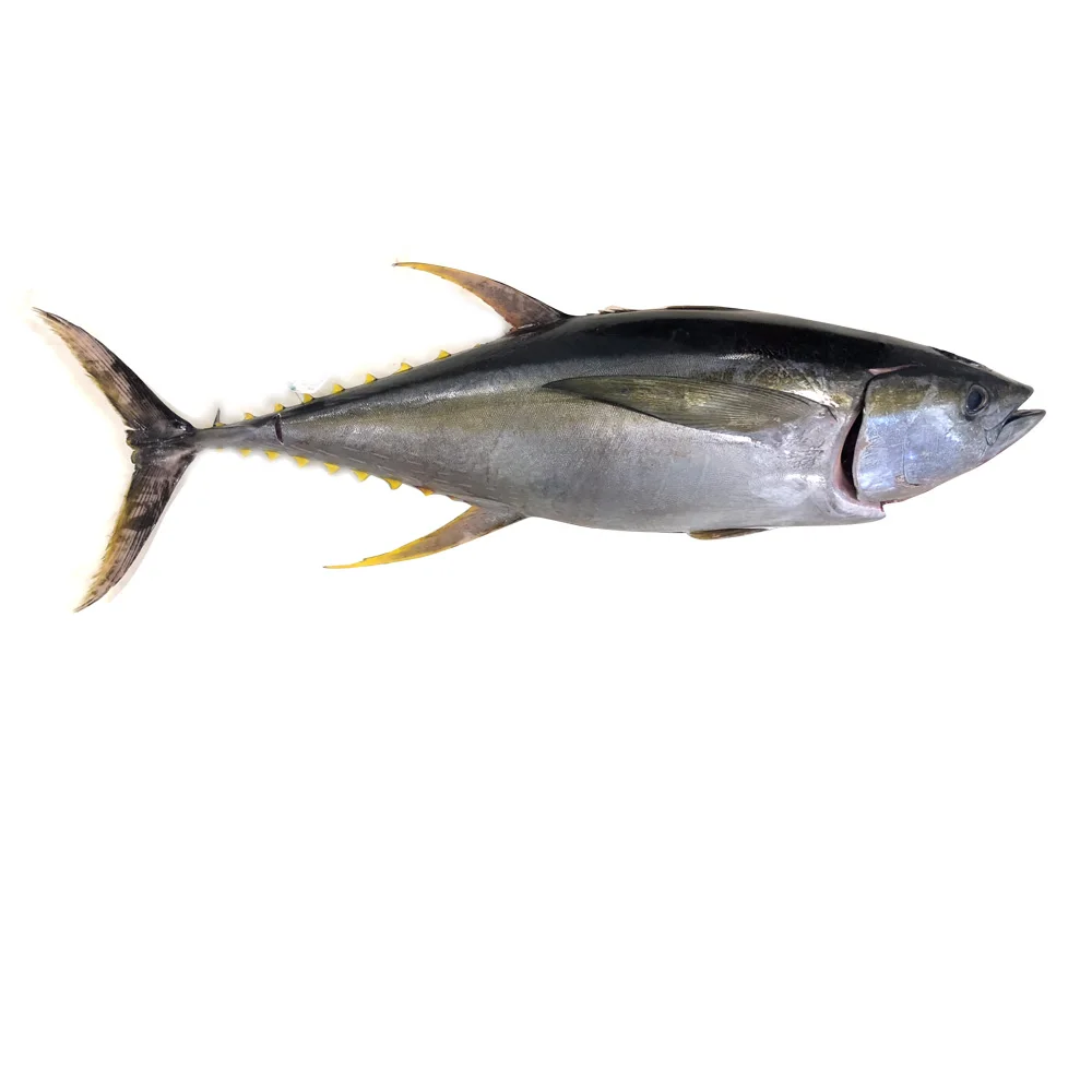 Frozen Whole Yellow fin Tuna Fresh and Dried Skipjack Tuna in Bulk Preserved in Water